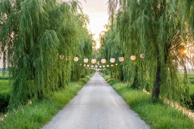 Een grindweg loopt bij schemering door een polderlandschap tussen rijen knotwilgen met afhangende groene takken en kleine lichtgevende papieren lampionnen langs het pad.
