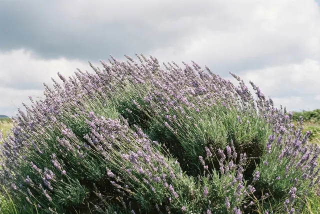 Een dichte, uitbundig bloeiende lavendelstruik buigt door de sterke wind onder zware grijze wolken, in paarse, groene en grijze tinten.