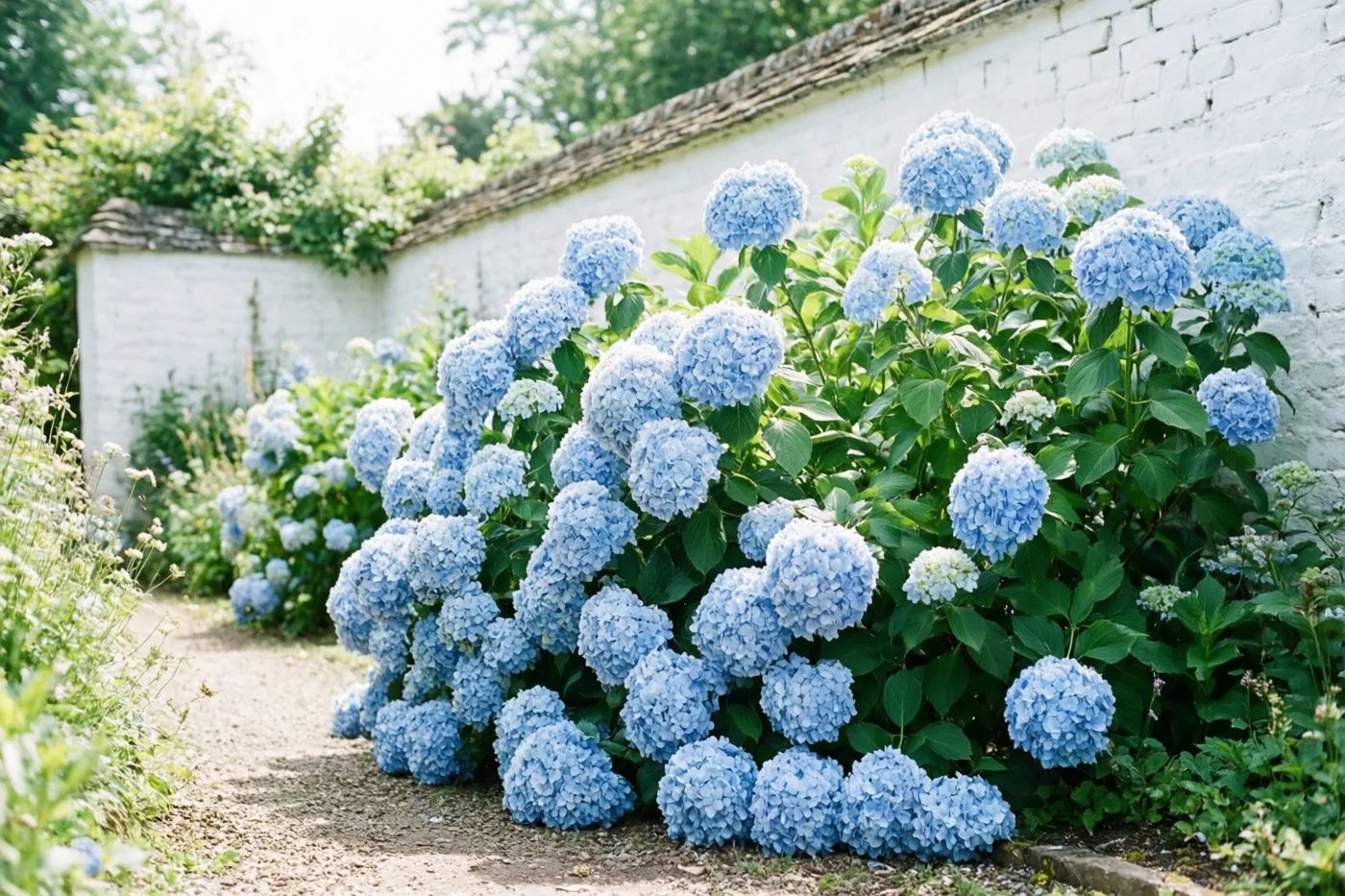 Een grote struik met lichtblauwe hortensia's hangt over een grindpad naast een witgekalkte tuinmuur in een zonnige, groene zomertuin.
