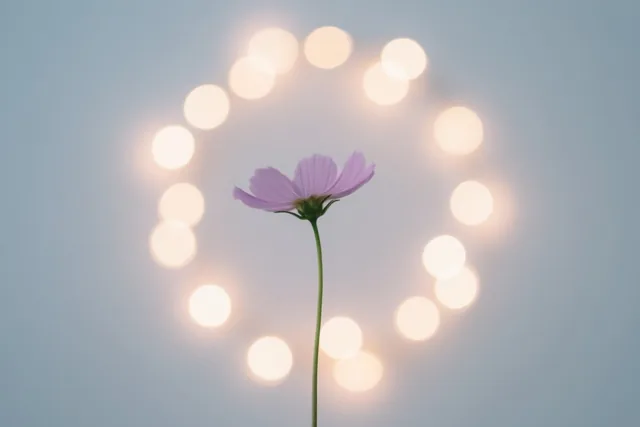 Een lichtpaarse bloem op een groene steel staat voor een cirkel van wazige warme lichtjes tegen een lichtblauwe achtergrond.