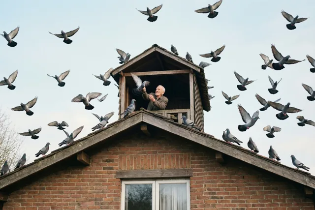 Pensioen op het duivenhok