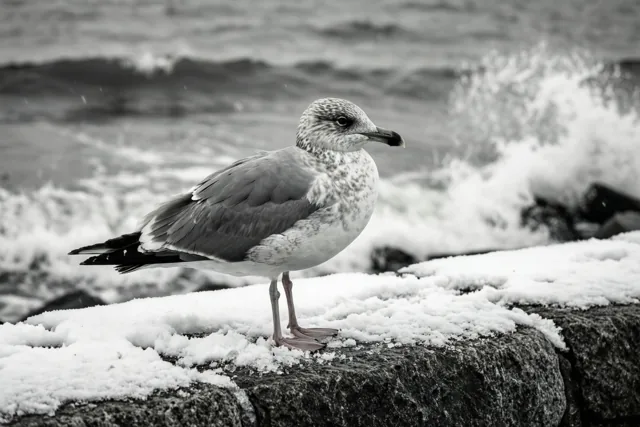 Winterzee in zwart-wit