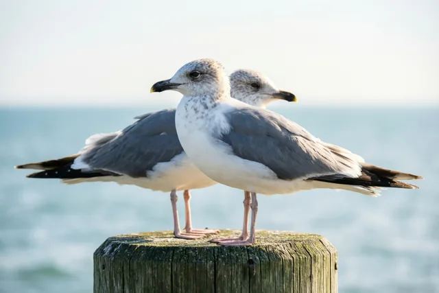 Twee meeuwen zitten naast elkaar op een verweerde houten paal aan zee, met kalm water op de achtergrond in zacht natuurlijk licht.