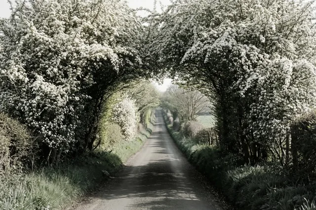 Een smal landweggetje loopt onder een boog van bloeiende meidoorns, met witte bloesems en donker blad in een contrastrijk zwart-witbeeld.