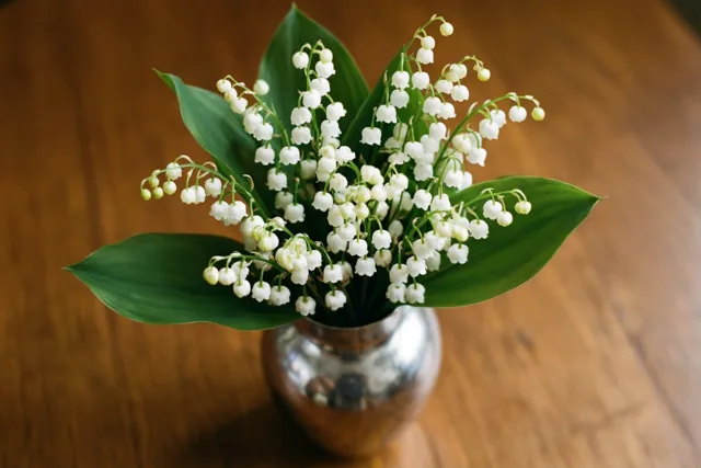 Een boeket witte meiklokjes met groene bladeren staat in een klein zilveren vaasje op een houten oppervlak, in zacht natuurlijk licht.