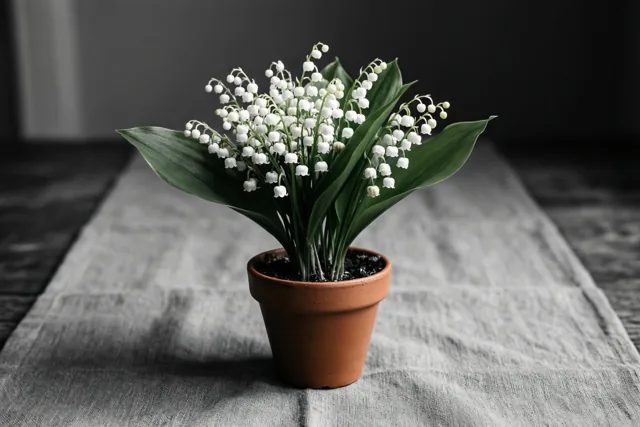 Meiklokjes met witte klokvormige bloemen en groene bladeren staan in een terracottapot op een grijze linnen doek, tegen een donkere onscherpe achtergrond.