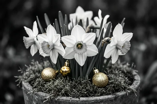 Narcissen laten Kerst schitteren