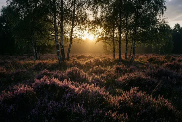 De zon wekt de berken