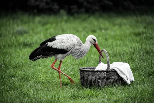 Een witte ooievaar met zwarte vleugelpunten, rode poten en een rode snavel staat in een groene wei naast een donkere rieten babymand met een witte deken.