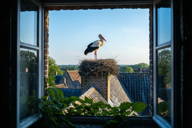 De ooievaar is in zicht