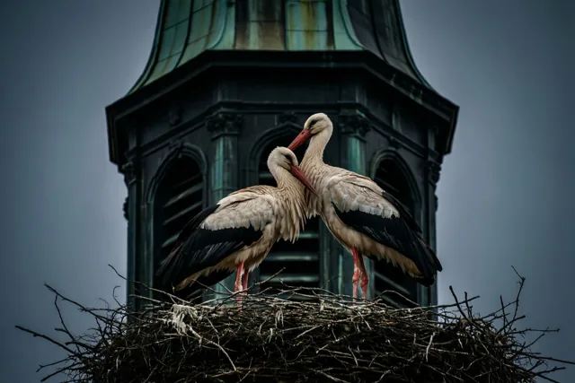 Een ooievaarspaar trotseert de jaren