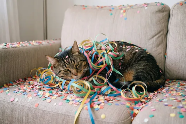 Feestpoes neemt haar rust