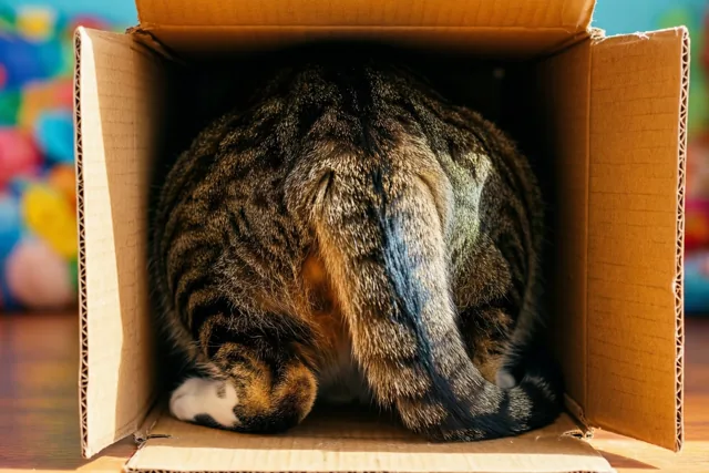 Een gestreepte kat ligt opgerold in een open kartonnen doos, met staart en achterpoten zichtbaar, in warm licht tegen een kleurrijke wazige achtergrond.