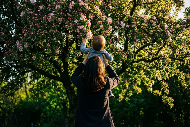 Een moeder tilt haar kind op naar de roze bloesems van een appelboom, van achteren gezien tussen groen blad in warm zonlicht.