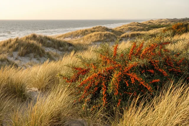 Een struik vol feloranje duindoornbessen staat voor zandduinen met goudkleurig helmgras, met een grijze zee onder een bleke hemel.