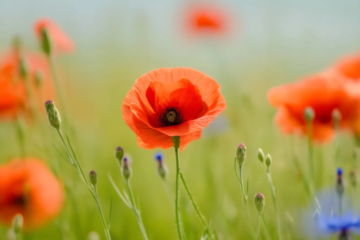 Een feloranje klaproos staat scherp in beeld tussen het groene gras, met wazige oranje klaprozen en blauwe korenbloemen op de achtergrond.