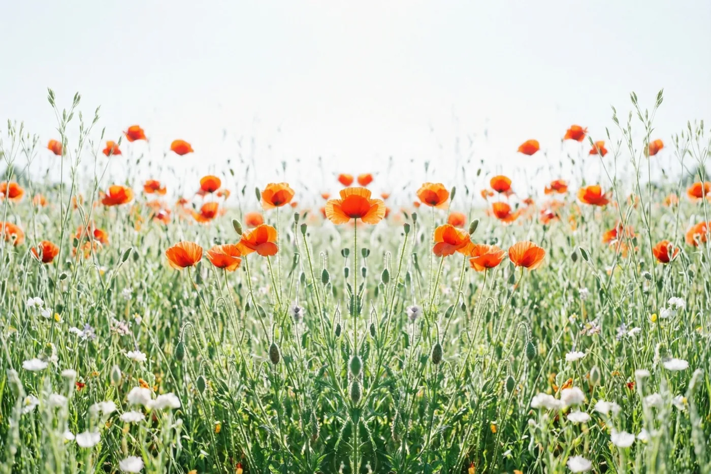Oranje klaprozen staan tussen groen gras en verspreide witte wilde bloemen in een veld onder een heldere hemel.