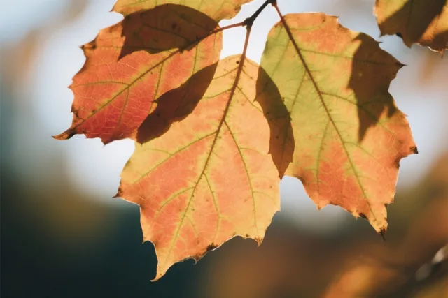 Overlappende oranje, rode en groene herfstbladeren laten in het zonlicht hun nerven zien tegen een onscherpe buitenachtergrond.