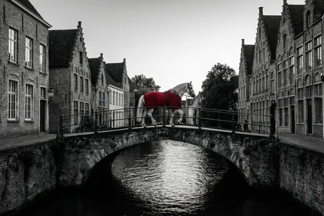Een wit paard met een rode deken steekt bij schemering een stenen kanaalbrug in een oud Vlaams stadje over, in zwart-wit met de deken als enige felle kleur.