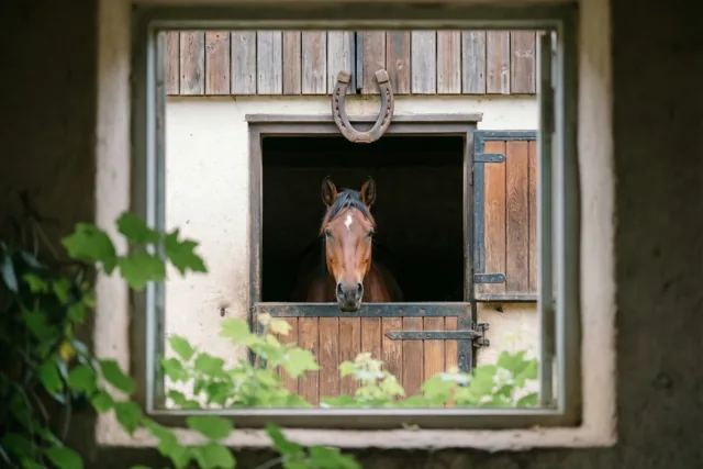 Een bruin paard met een witte aftekening op het voorhoofd kijkt over een houten staldeur, met groen gebladerte op de voorgrond en een oud hoefijzer boven de opening.