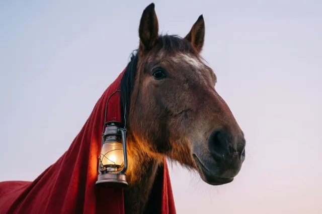 Paardenwarmte voor Sint-Maarten