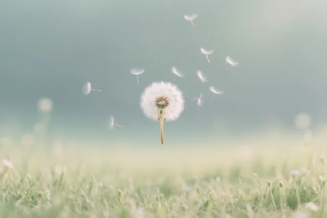 Pluisjes zweven weg van een uitgebloeide paardenbloem boven een onscherpe groene weide onder een zachte lucht in pasteltinten.