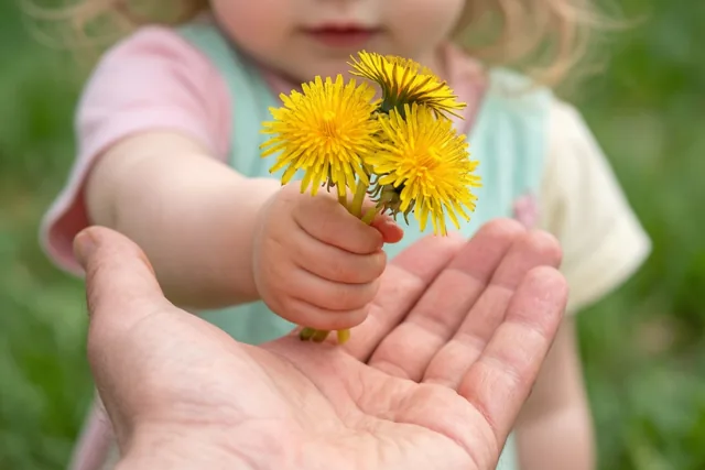 Een kleine kinderhand biedt een boeket gele paardenbloemen aan in de open handpalm van een volwassene tegen een wazige groene buitenachtergrond.