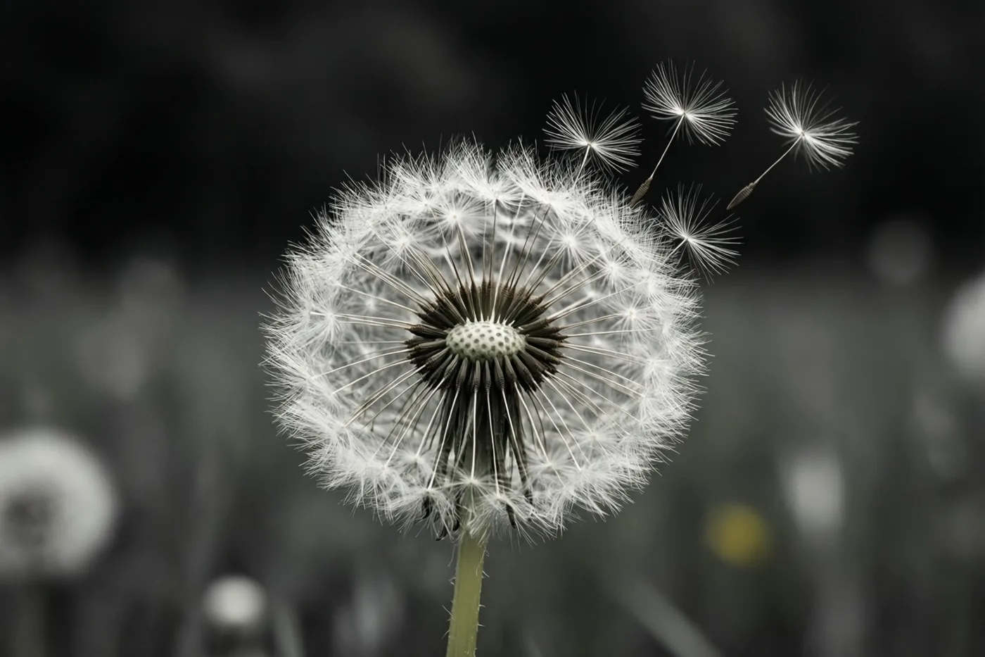 Een zwart-witbeeld toont van dichtbij een paardenbloempluizenbol met een donker hart en enkele wegdrijvende zaadjes tegen een donkere, onscherpe achtergrond.