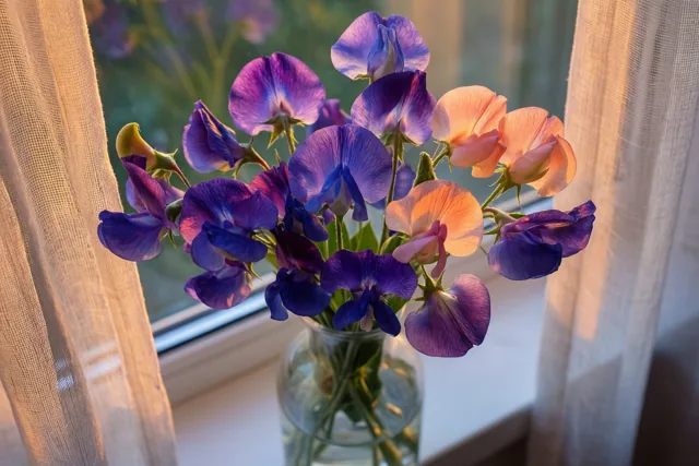 Bloemen bij je raam