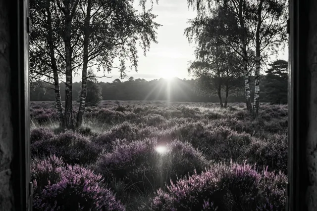 Paars kleurt je ochtend