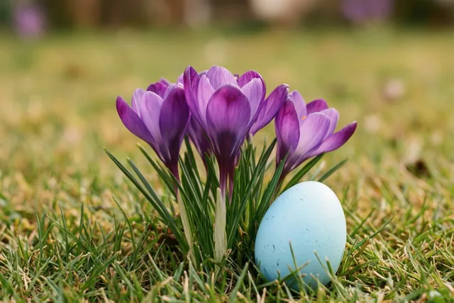 Paarse krokussen bloeien in het gras naast een lichtblauw beschilderd paasei.