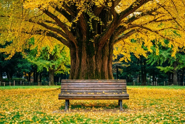 Een houten parkbank staat onder een zeer grote ginkgo met goudgele bladeren, omringd door gras vol gevallen gouden bladeren.