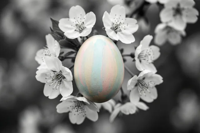 Een pastelkleurig beschilderd ei ligt centraal tussen witte bloesems in zwart-wit tegen een zacht vervaagde achtergrond.