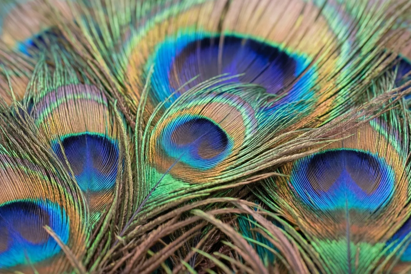 Overlappende pauwenveren in blauw, groen en goud vullen het hele beeld.