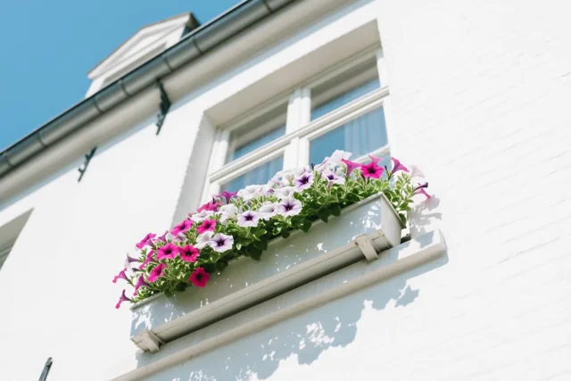 Zonnige bloemen voor vandaag