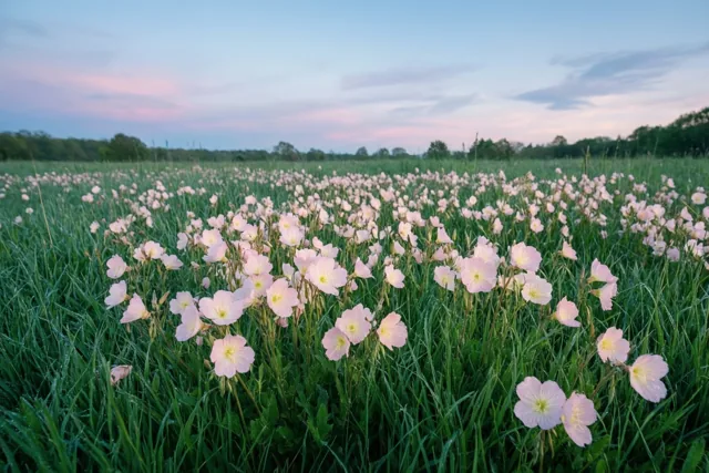 Een uitgestrekte weide met lichtroze pinksterbloemen en groen gras ligt onder een lentelucht in zachte pasteltinten bij ochtend- of avondschemering.