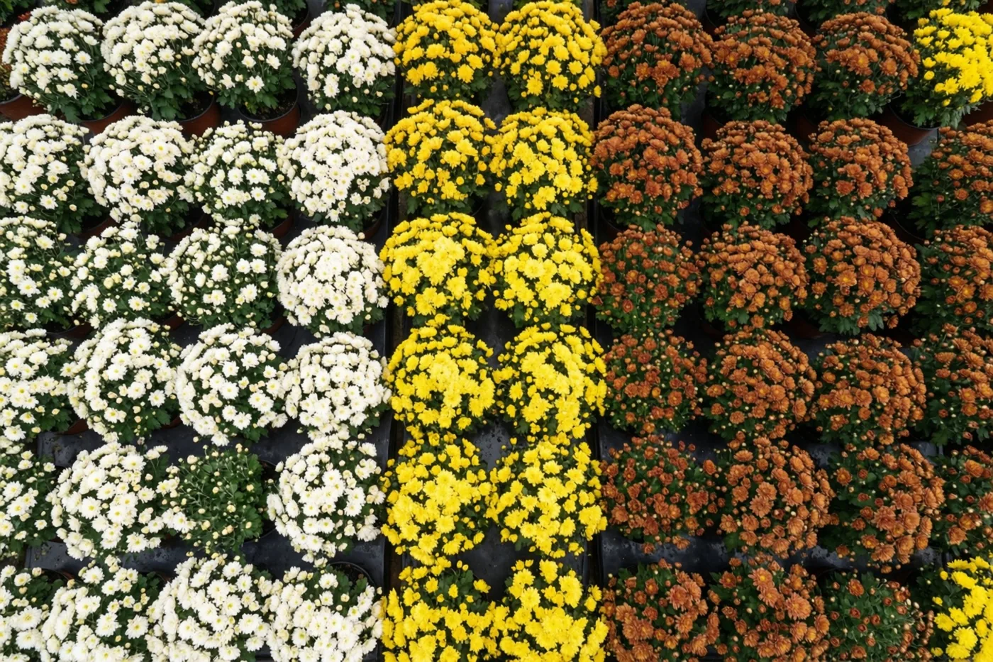 In een kwekerij staan nette rijen witte, gele en bronskleurige chrysanten in potten, in een kleurrijke herfstsfeer.