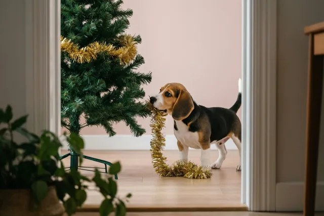 Een kleine kerstdeugniet