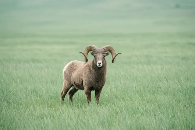 Een ram met grote gekrulde hoorns staat in een veld met hoog groen gras in gedempte groene en bruine tinten.
