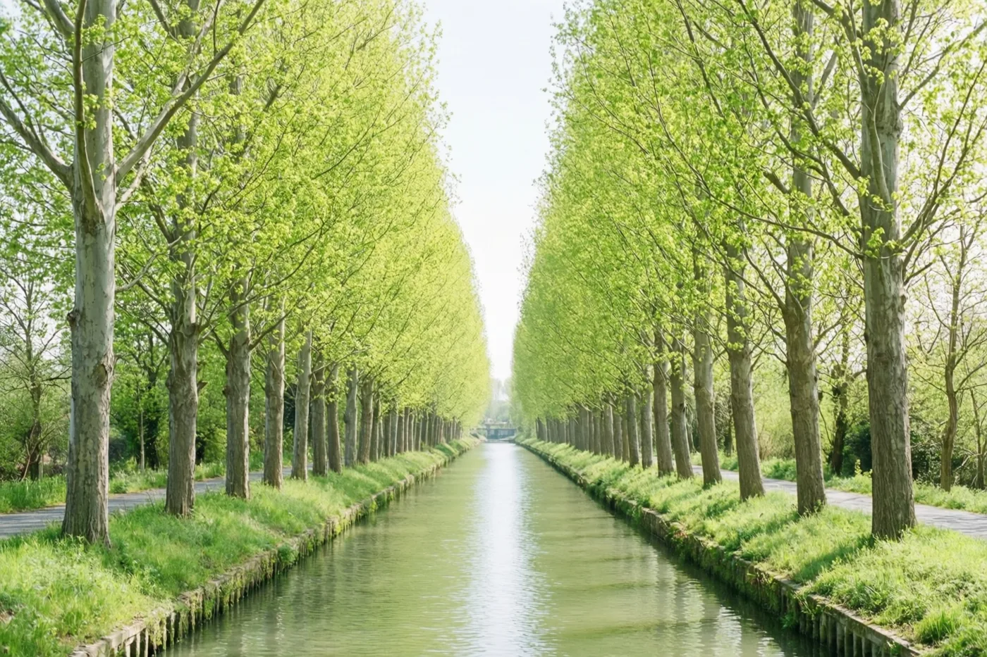 Een recht kanaal ligt tussen symmetrische rijen hoge populieren met heldergroene bladeren in zacht daglicht.