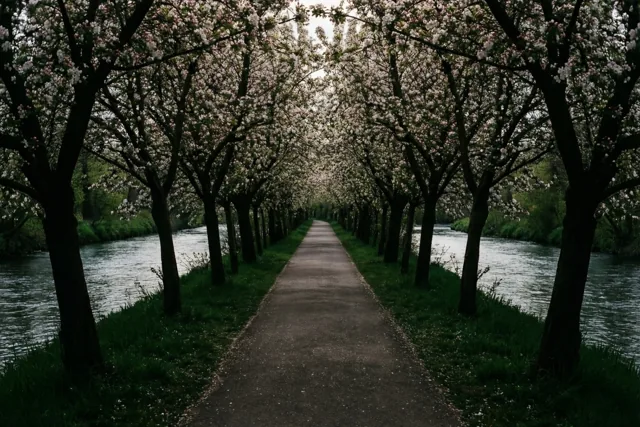 Een smal verhard pad loopt recht door een tunnel van roze en witte bloesems langs een rustige rivier, met donkere boomstammen en groen gras onder een bewolkte hemel.
