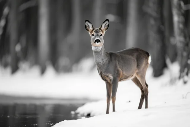 Een ree staat alert aan een besneeuwde bosrand en kijkt naar de kijker, weergegeven in één kleurtoon.