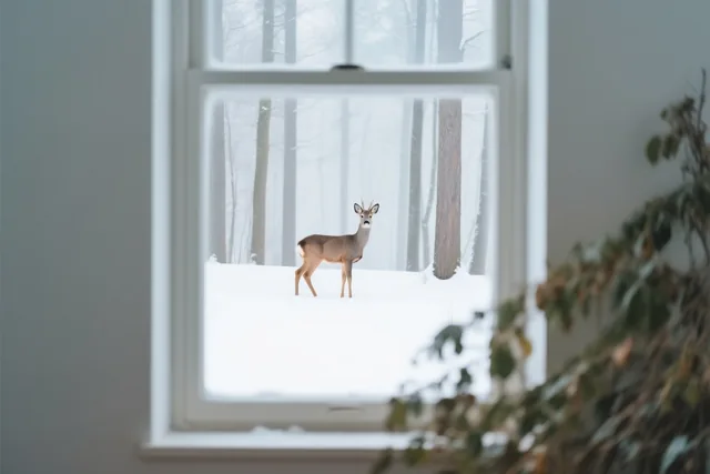 Vanuit een kamer is door een raam een ree in een besneeuwd bos te zien, met een onscherpe plant op de voorgrond in gedempte witte, grijze en bruine tinten.