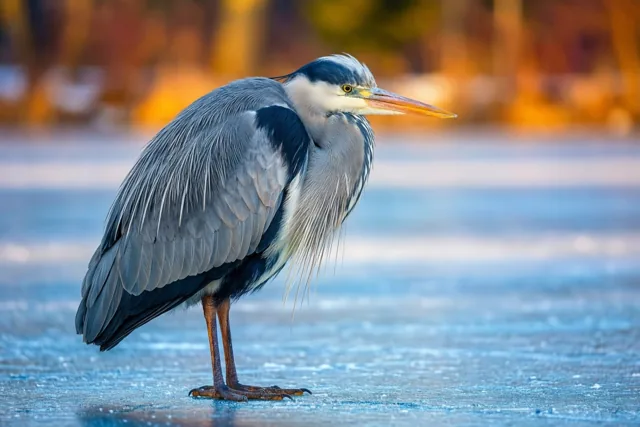 Een blauwe reiger met lange poten en een scherpe snavel staat roerloos op een bevroren vijver, met wazige bomen in oranje en gele herfsttinten achter het blauwe ijs.