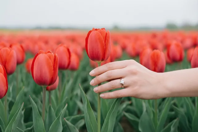 Een hand met een diamanten verlovingsring houdt een rode tulpensteel vast in een uitgestrekt veld rode tulpen onder een bewolkte lucht.