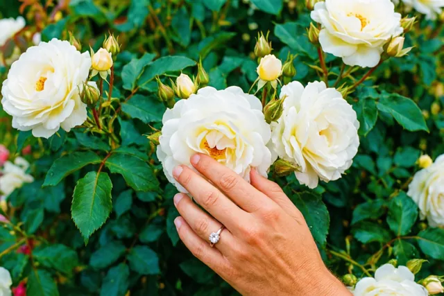 Een hand met een diamanten verlovingsring raakt een witte tuinroos aan in een groene rozentuin met witte rozen en knoppen op de achtergrond.