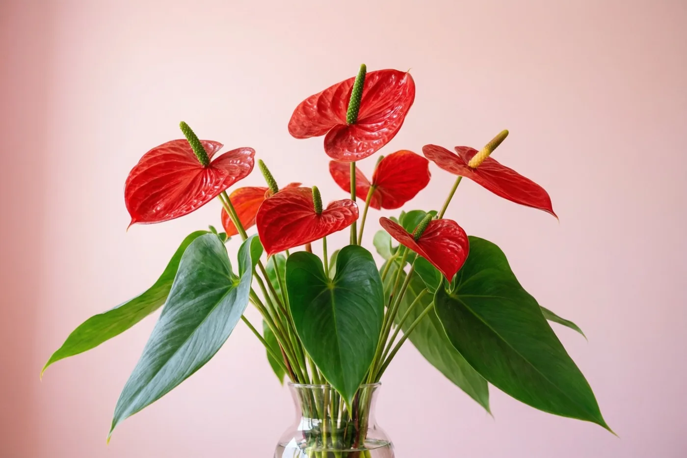 Rode anthuriums met hartvormige bloemen en groene bladeren staan in een glazen vaas tegen een zachtroze achtergrond.