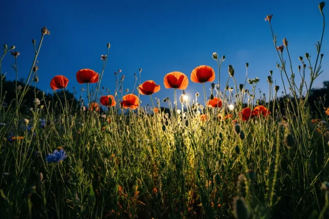 Rood in de lentezon