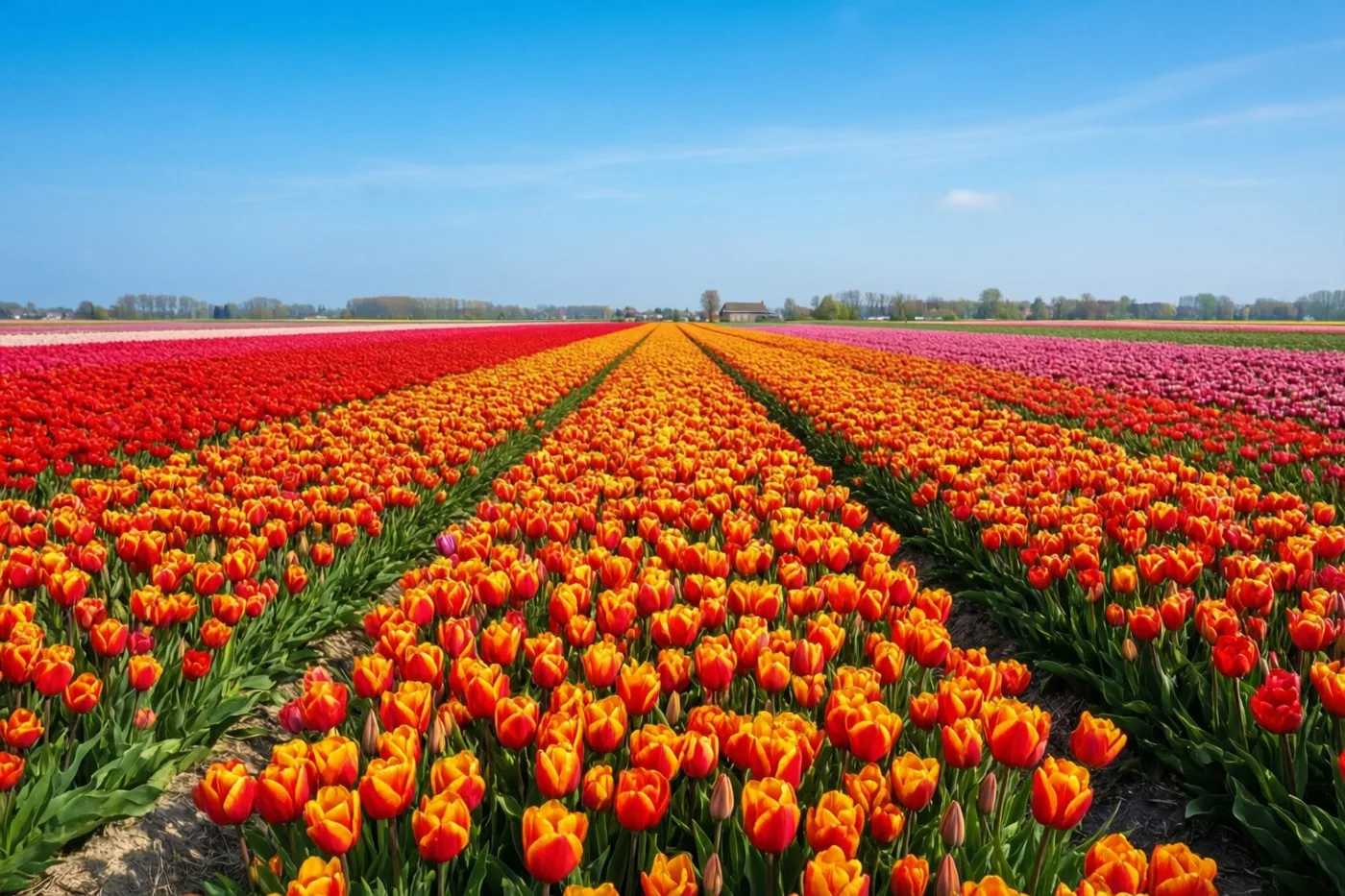 Rijen rode, oranje en roze tulpen vullen een veld onder een helderblauwe hemel, met bomen en een klein gebouw aan de horizon.