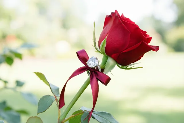 Een ring met één diamant hangt met een donkerrood lint aan de steel van een rode roos tegen een onscherpe groen-witte achtergrond.